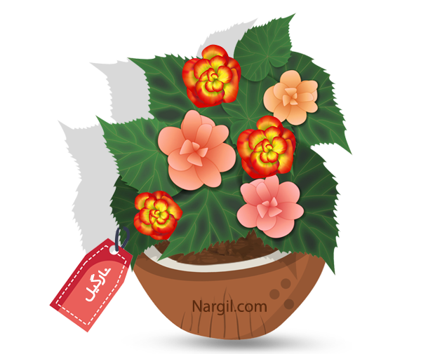  Nargil - Batik Begonia